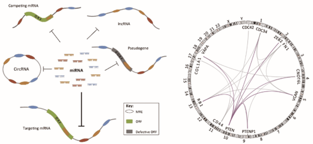 Correlation Analysis of expression and Regulation of ceRNA
