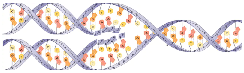 DNA-based Oncogene Research