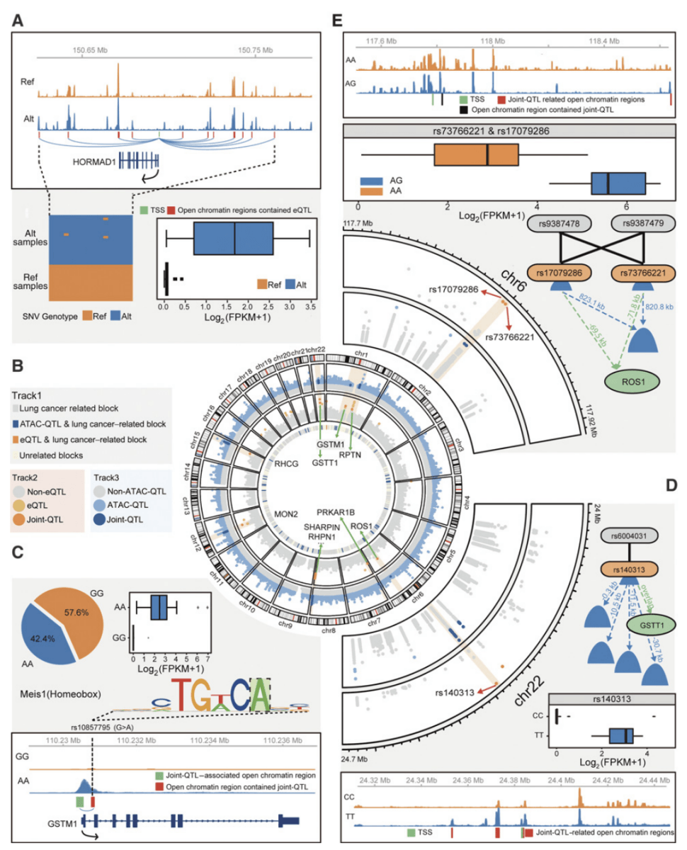 Molecular regulatory network of lung cancer based on multi-group data.