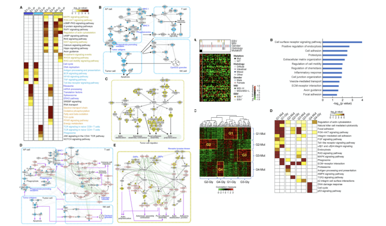 Cellular Networks Associated with Subtypes of EOGCs and Mutation-Glycosylatoin Correlation.