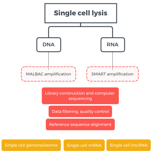 Tumor Single Cell Sequencing Scheme