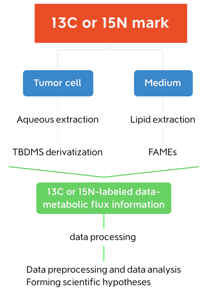 Tumor Target Metabolic Flux Research