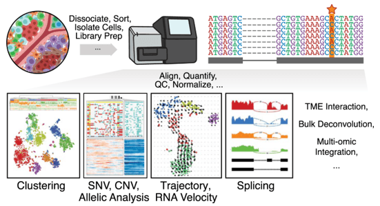 Single cell transcriptomics sequencing workflow and downstream computational analyses.